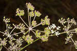 Coastal plain angelica